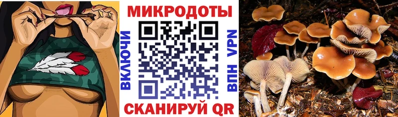 darknet наркотические препараты  хочу наркоту  Курчалой  Галлюциногенные грибы мицелий 